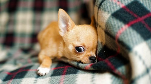 Chihuahua Futter: Die beste Ernährung für deinen Vierbeiner