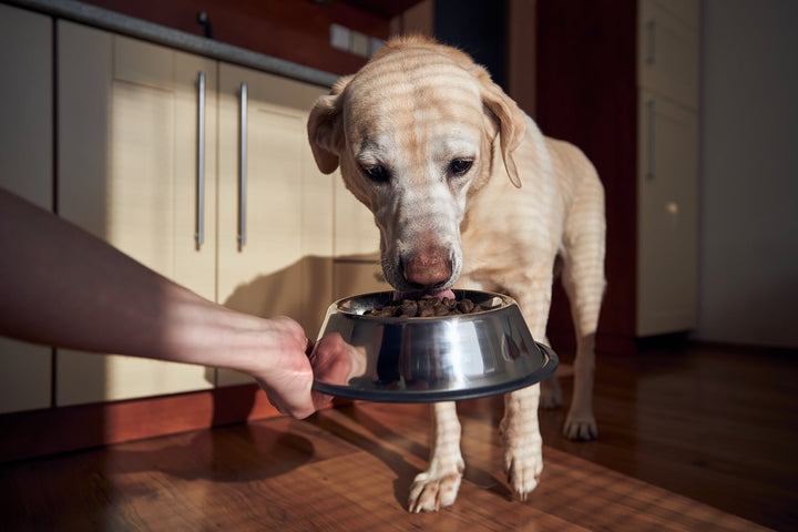 Labrador mit vollem Napf