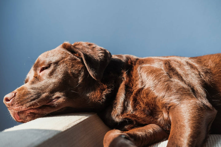 Labrador liegend