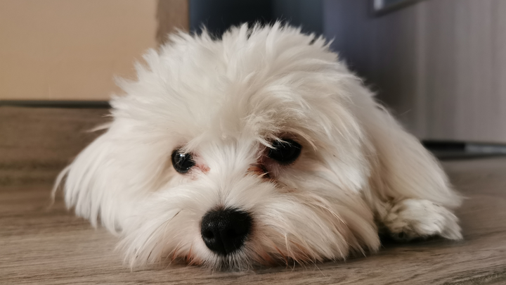 HelloBello Frischfutter perfekt für den beliebten Malteser Hund