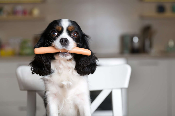 Hund mit Wurst im Mund. Ist der Hund eine reiner Fleischfresser?