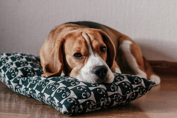 Hund liegt auf Polster
