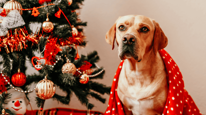 Weihnachten mit Hund- so habt ihr ein sicheres Weihnachtsfest
