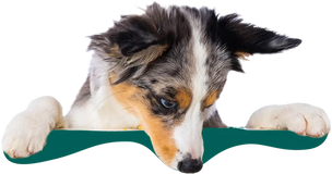 Unsicher, welche Sorte für deinen Hund die richtige ist? 